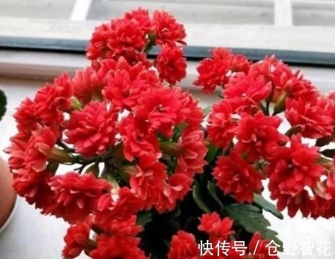 营养土|最有仙气的5种花,迷人的花朵,开满整个花盆,快养起来吧!