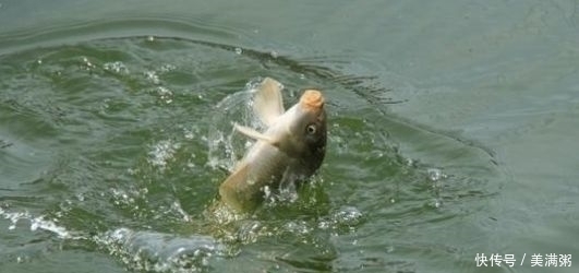 钓野生鲤鱼，调漂调钝好还是调灵好我来教你，学会后使劲上大鱼