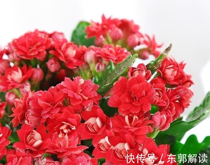 茉莉花|快扔掉家中发财树,真正好看还能净化空气的是这几种,高级又漂亮