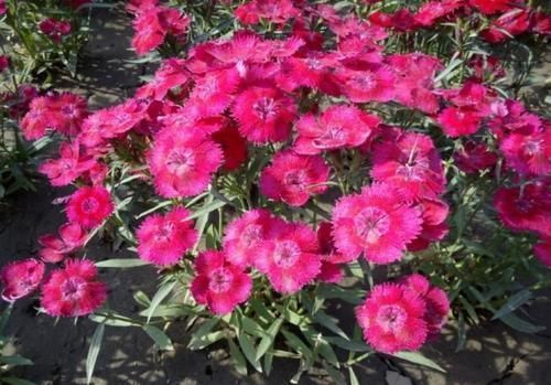 开春养上5种花,满满一阳台,开成花海真漂亮