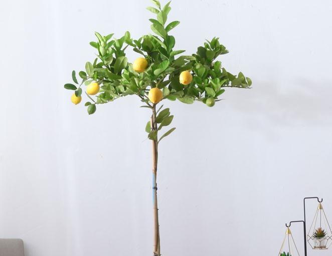 家中有异味推荐养盆柠檬树，不仅清香驱味，结果还有口福