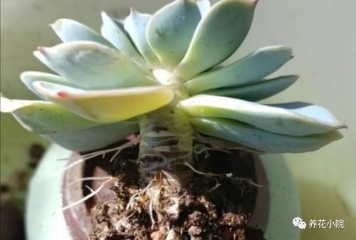 4种多肉怕过夏天，要提前做好养护，防止出现腐烂