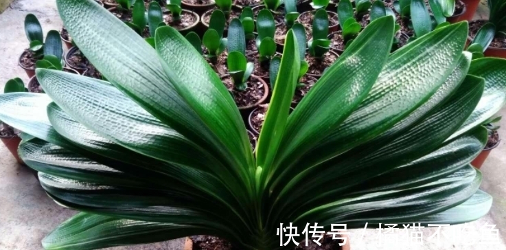 扇面|君子兰进入生长期,春天做好“3足”,新叶长得多,整齐又油亮