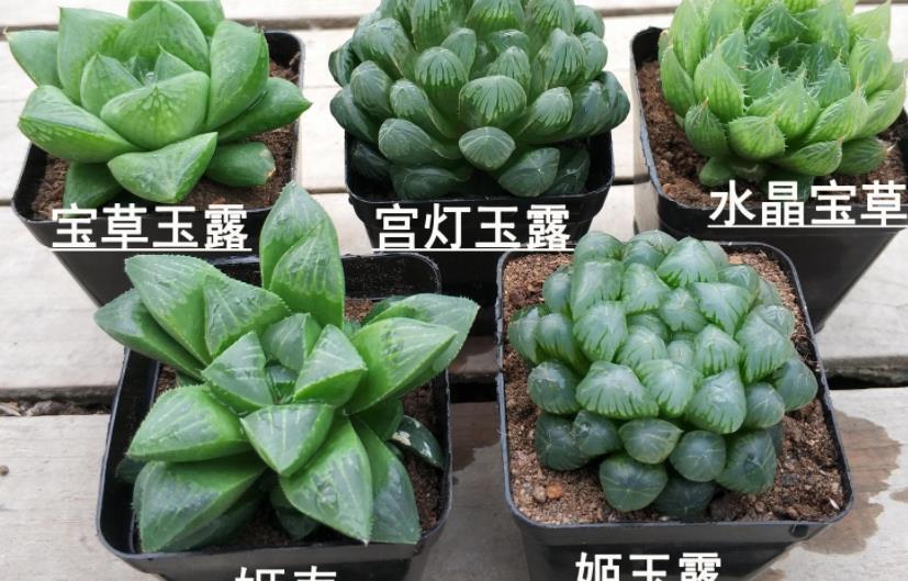 叶子|6月养玉露,这么干就能让叶子水灵灵、肥嘟嘟,长满盆