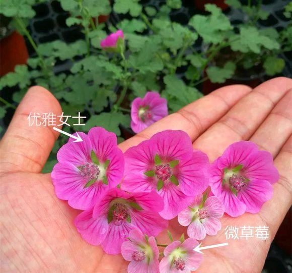 蟹爪兰|八月适合入手“6种花”，好养又漂亮，天气转凉更利于开花