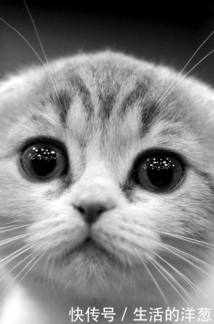 配不上|原来的壁纸已经配不上你的iPhone12了,快来换新的猫咪壁纸