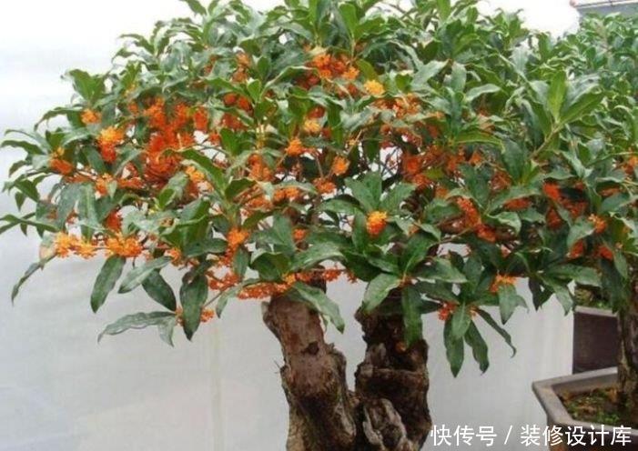 新手|最适合新手养的4种花,沾土就能活,一开就是300多天