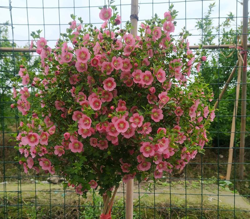 养花试试这几款,花色鲜艳,一开起来就像开花机器一样
