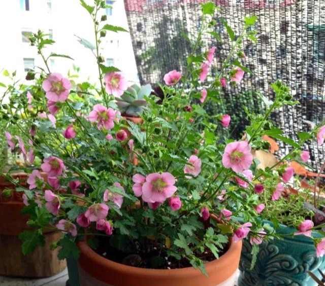 3种枝条泡水里,10天长根,一次开花100朵,水培成活率更高!