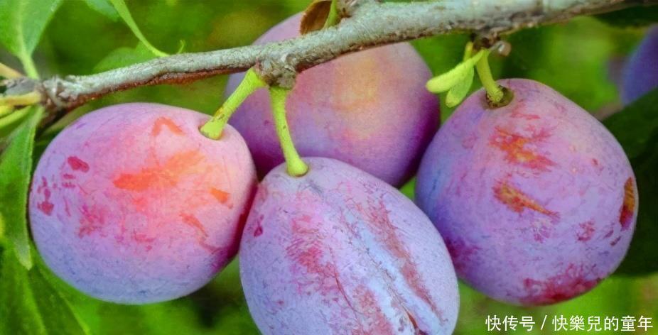 綠豆芽|女性害怕自己老太快,要堅持吃三種食物,美容養顏,滋潤肌膚!