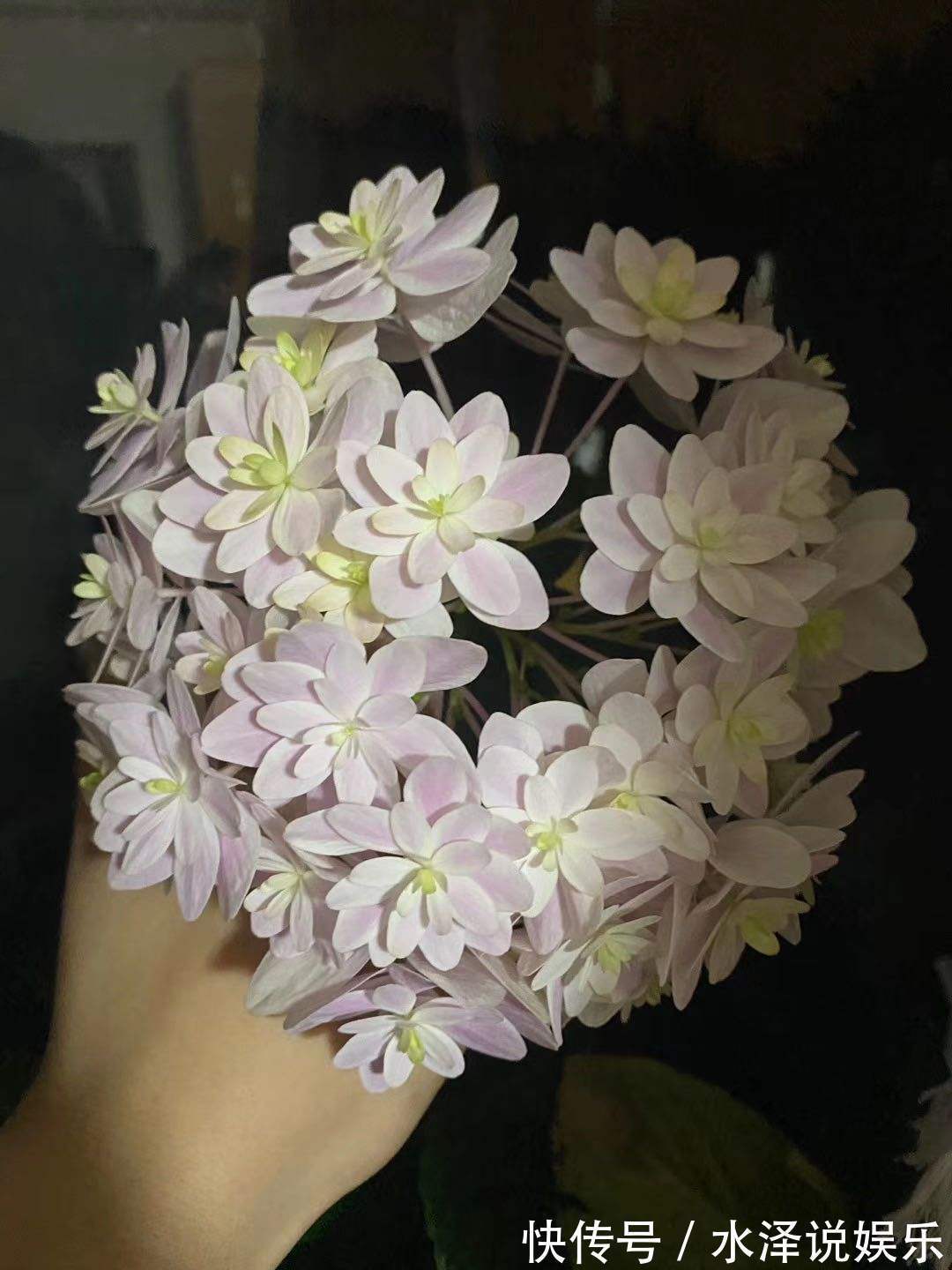 要点|养绣球花不难,掌握6个要点,花球又大又鲜艳!