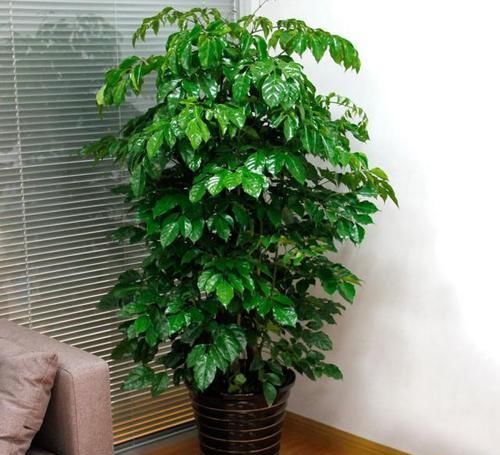  幸福树|奶奶养的幸福树，挺拔高大，绿意又盎然，幸福一大家！