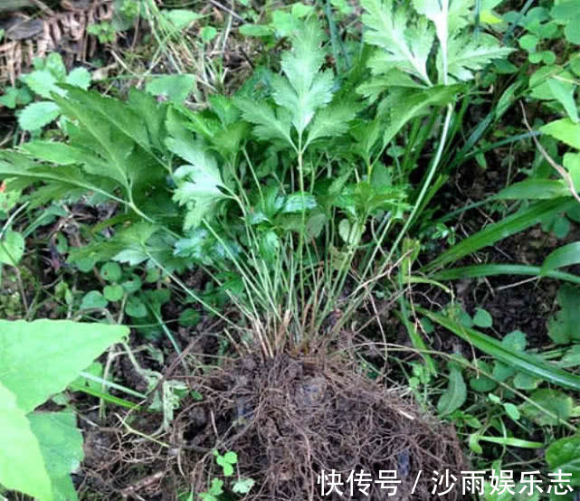 黄连|喜欢菊花养盆“它”,皮实好养,一年四季可入手,5月开到10月