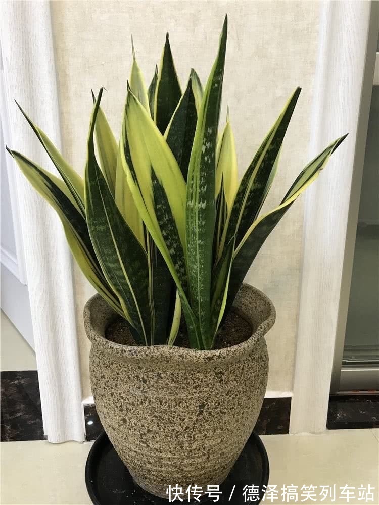 虎皮兰|九大“健康花”,建议大家养一盆,干净漂亮又吉祥