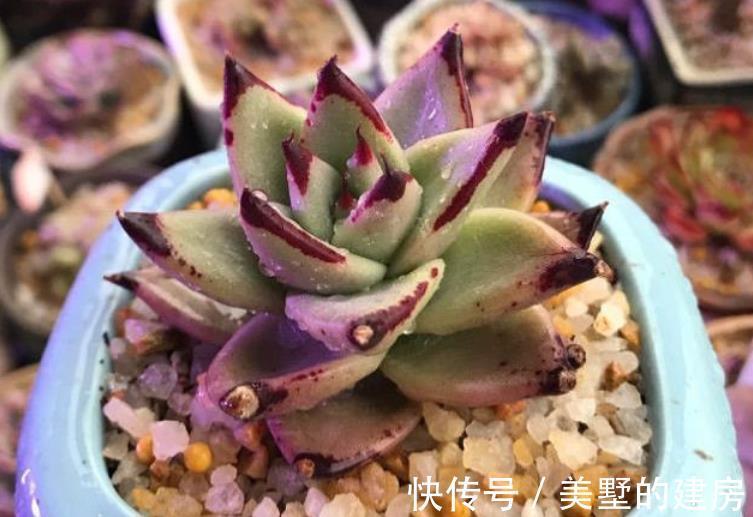 虫害性|入秋后天渐凉，养多肉用这3种“特效水”，叶子越发透亮肥美