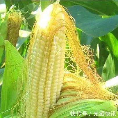 补血|这些常被随手扔掉的“垃圾”,其实都是治病防病的中药!别浪费了