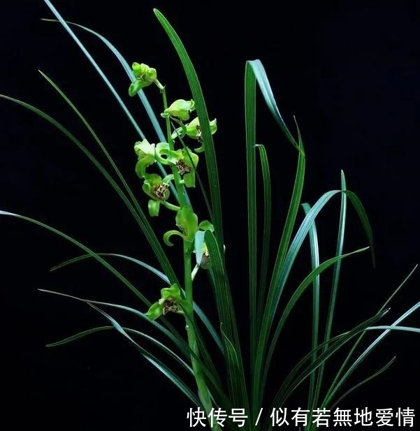 兰花要复壮，营养要跟上，怎样给兰花增加营养？