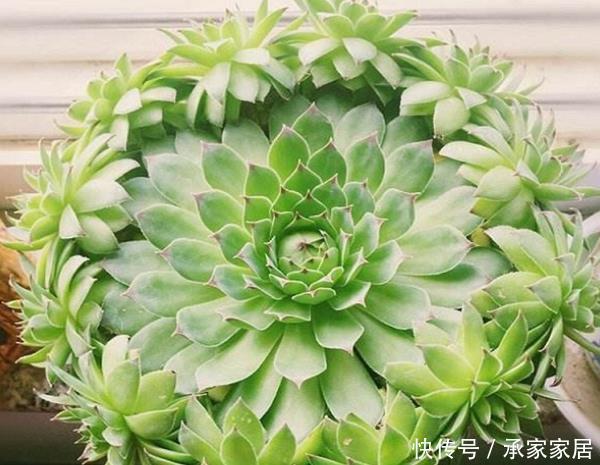 它被称为“最好养活的花”,一种就活,年年爆盆,一颗繁殖50棵