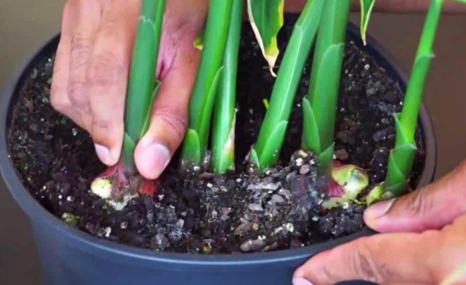 阳台|阳台盆栽生姜,简单4步走,叶绿当花赏,不用再去买,自给自足