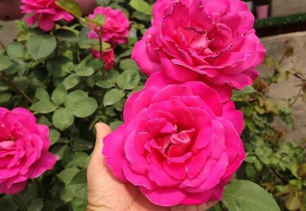 月季养成“传家宝”，就靠几个“要诀”，无病无灾开成“大牡丹”