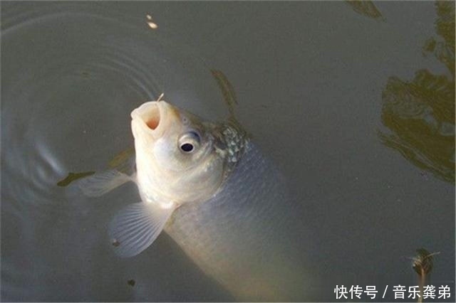 钓鱼调漂技巧为何很多钓友喜欢调平水钓2目,原因在这里