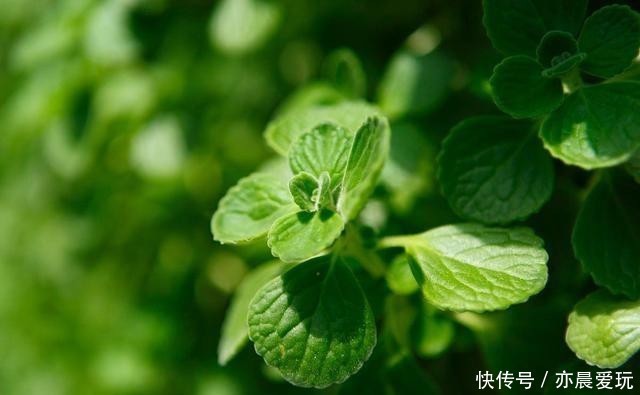 香喷喷|家里养盆“造香花”,香喷喷,省下买空气净化剂的钱