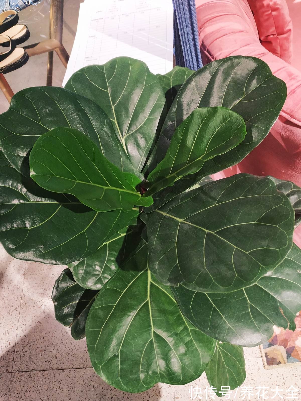 30种观叶植物,能观赏也净化空气,总有一种你养过