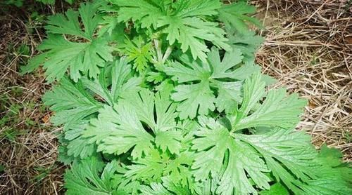 除螨|卧榻之下,岂容“他人”酣睡,小小螨虫,竟然能威胁你的生命