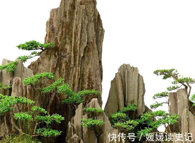 盆景制作,盆景原材料选择什么树种