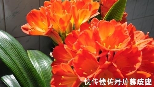 小苗|家里养君子兰,出现3个特征,基本和开花无缘,别忽视!