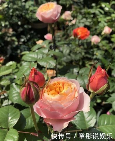 元素|月季花越开花越小做好“两件事”,花大色艳,天天开花不间断