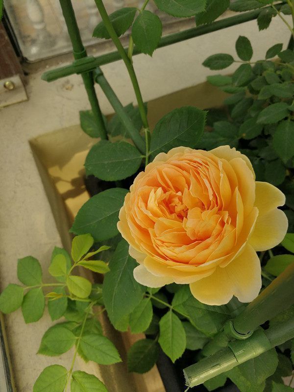 “珍品玫瑰”火焰舞玫瑰,火红艳丽,繁花似锦,堪称养花必备