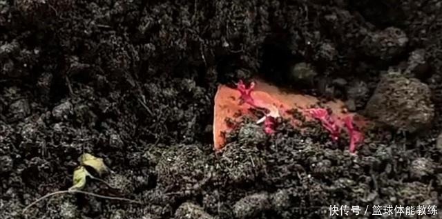 今天才知道，发芽红薯是个“宝”，知道的人不多，赶紧回家找出来！