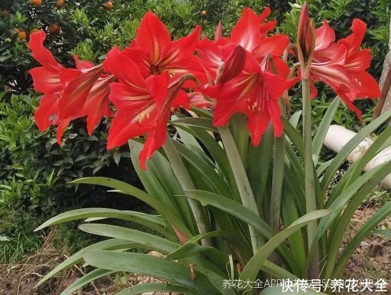 冬天好养的花,皮实不娇气,颜值高上档次,咋养都开花