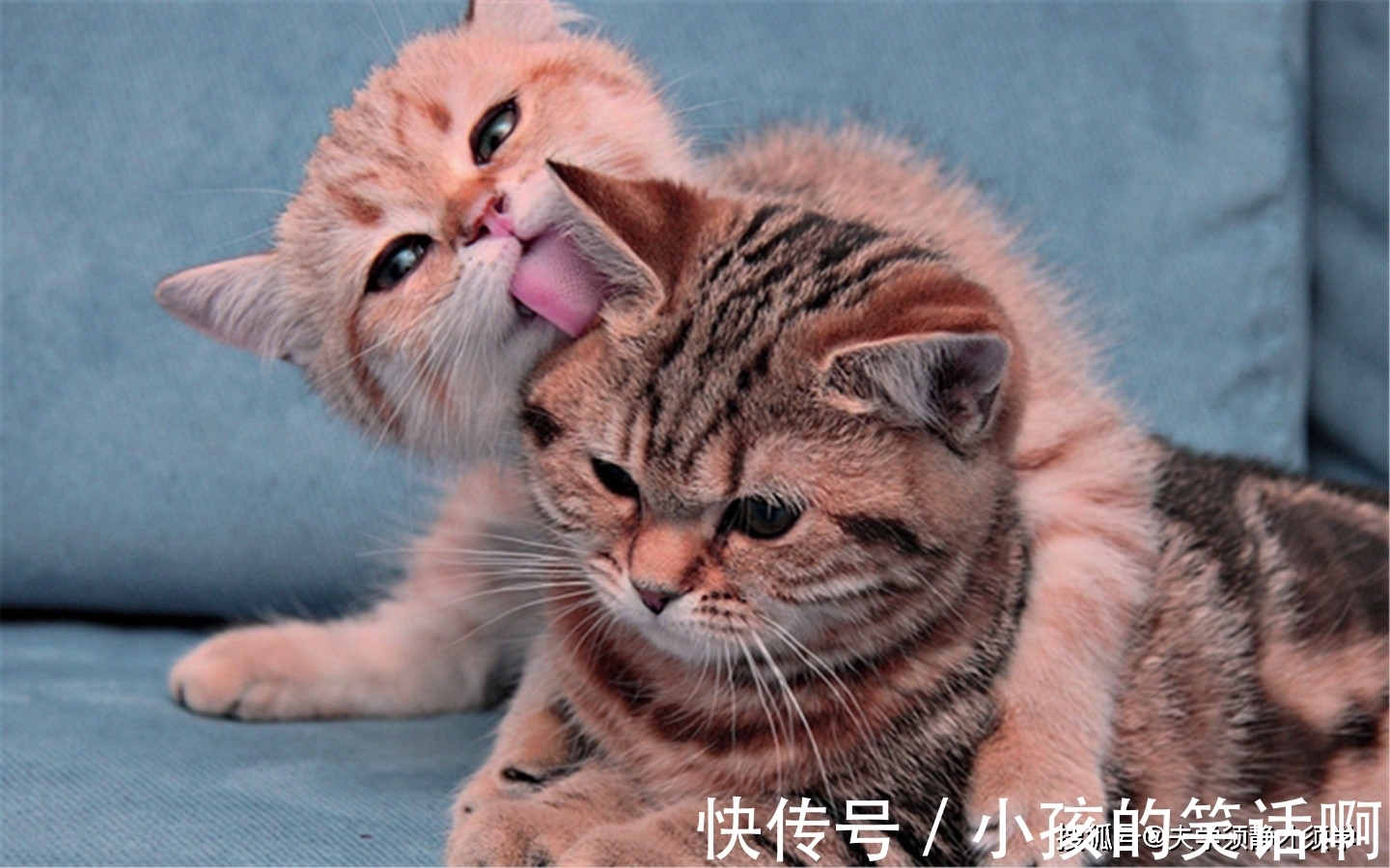 |内涵段子:一对情侣因小事闹别扭,男的回家后,立即写了一封信!