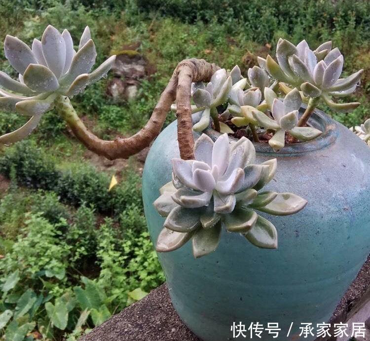 冬美人不怕|很皮实的一种多肉,下雨不怕淋,下雪不怕冻,新手就养它