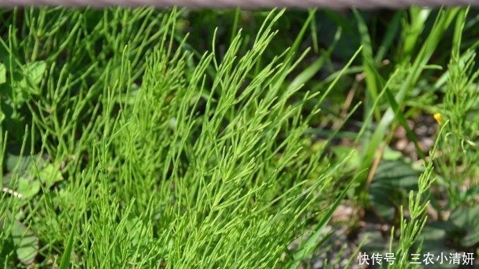 探测|高粱地里的杂草, 体内有黄金, 能探测金矿, 1斤70元