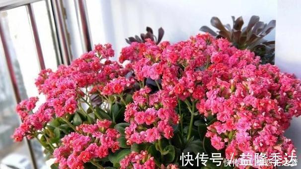 溶液|花期到了不开花用上1种“白粉末”,早晚浇一点,花多到压弯枝