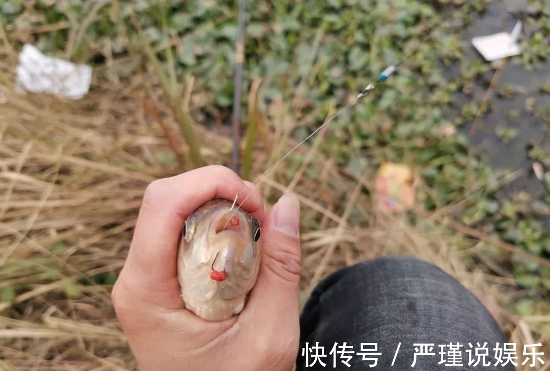 鲤鱼|钓鲫鱼重在“诱”,窝料打太多实属浪费!看老钓友是怎么做的