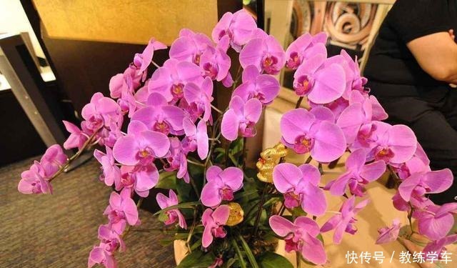 这3种花极难养,能养活的都是高手!