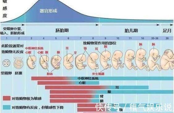 发育|胎宝待在妈妈肚子里10个月，但只在这3周发育智力，孕妈别错过