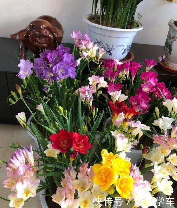 “天价”的兰花,比不上这种“土兰花”,香气飘十里,七仙女下凡!