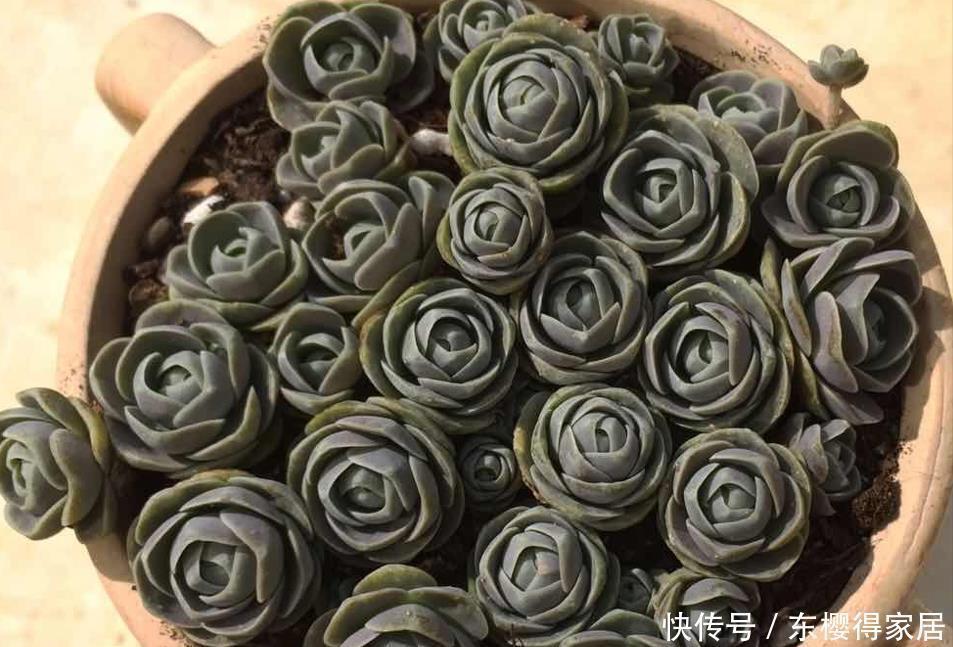 多肉中的“战斗鸡”,寒冬腊月也疯长,一年长成小老桩