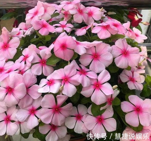 花卉里的“劳模”,3种花全年”开花不断“ ,好养又漂亮,美!
