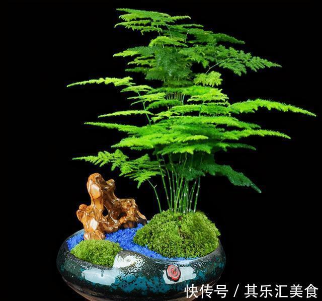 只要给文竹换盆选对时间,根本不用缓苗