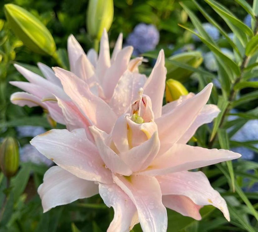 几种富贵花,颜值超高的,小盆养不下,大盆养长势特旺盛