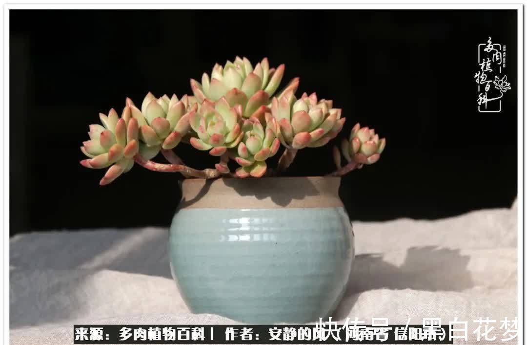 阳台多肉党的幸福生活!