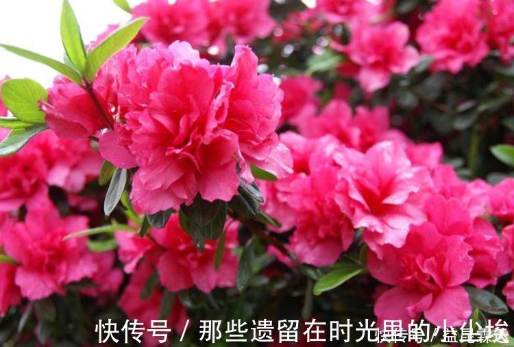 美人花|养花就养这几款,美观大方,叶色浓绿,花色绚烂丰富