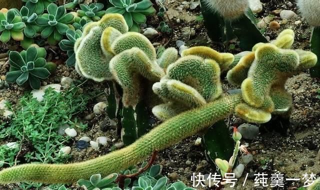 昆虫|逛花市时,这4种“花”尽量不要买,因为在家里根本养不活