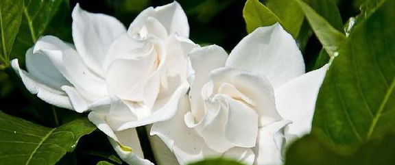 适合|最适合家养的几种花,花期长还不招虫子,你家种了几盆